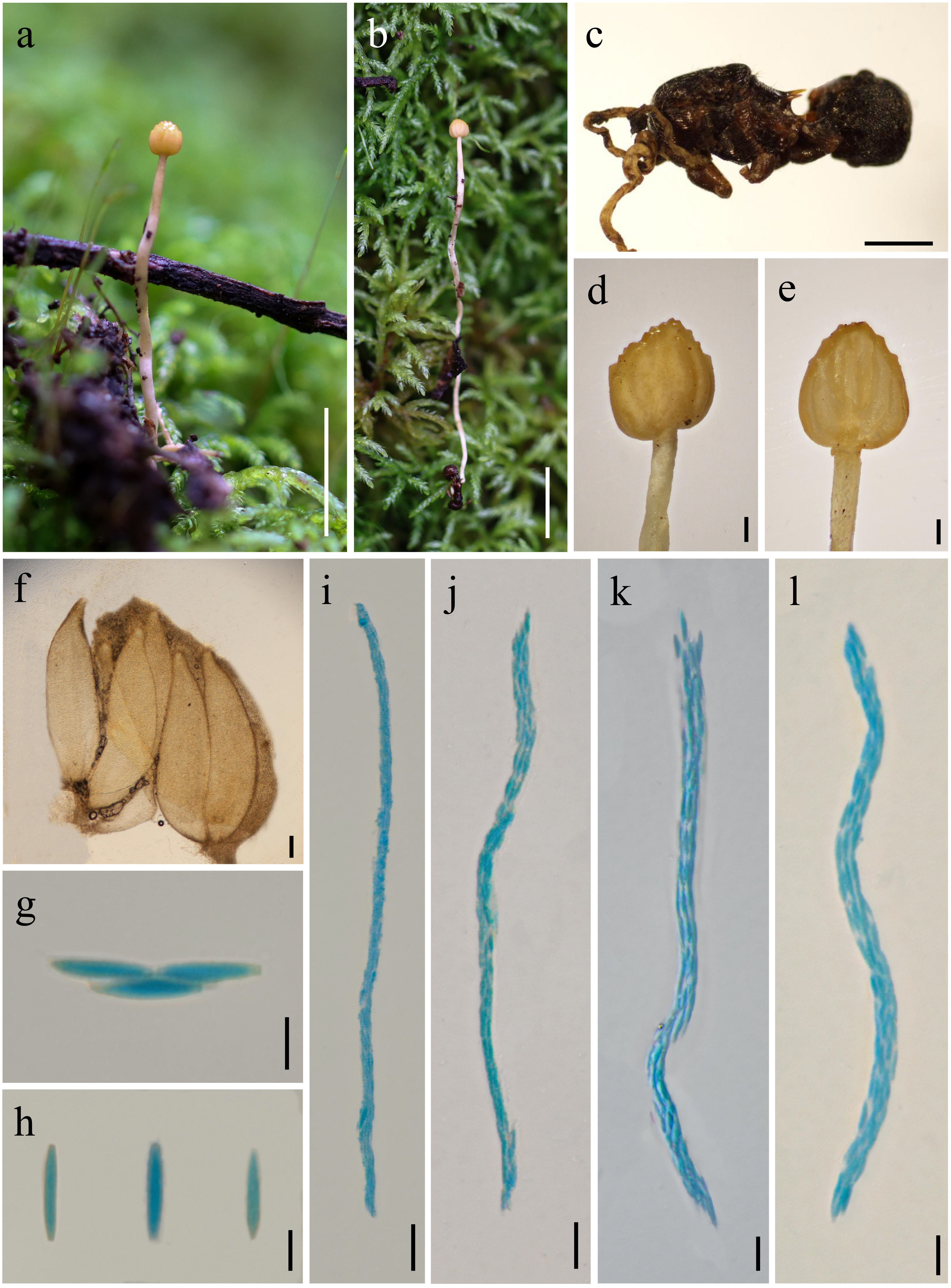 Figure 78